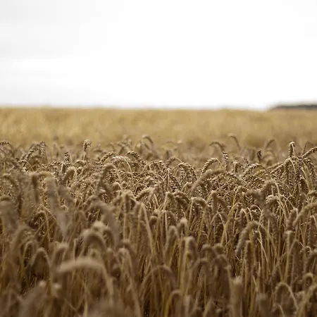 Quistgaarden Oda ve Kahvaltı Spjellerup