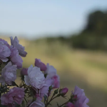 Quistgaarden לינה וארוחת בוקר