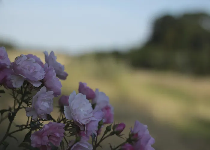 Quistgaarden Couette-café